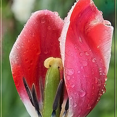 photo "After rain. Red Tulip."