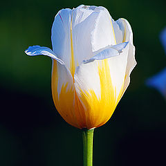 photo "Tulip solo"