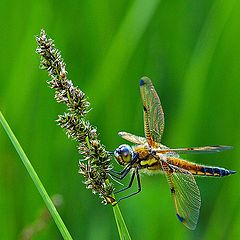 photo "Anisoptera"