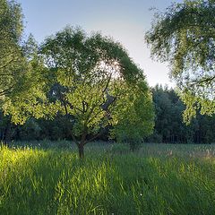 фото "солнечное утро начала лета"