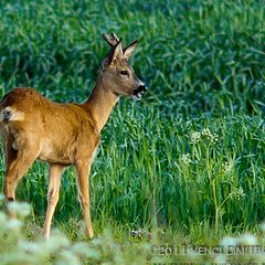 фото "Young deer..."