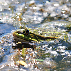 photo "The Frog Princess"