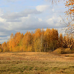 фото "Роcсийские берёзки."