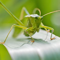 photo "Young green ..."