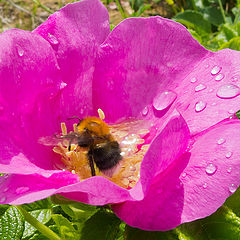 photo "Delicacy after the rain"