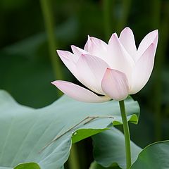 photo "lotus"