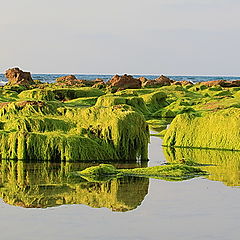 фото "отлив"