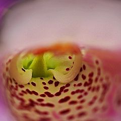 photo "Foxglove Interior"