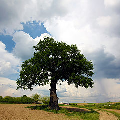 photo "Oak side of the road"