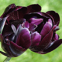 фото "Tulip"