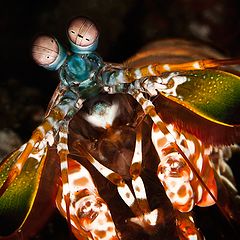photo "Mantis shrim"
