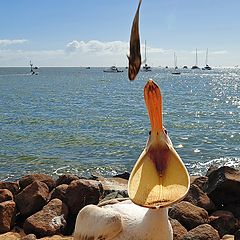 фото "Breakfast of the pelican"