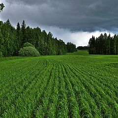 фото "Перед грозой..."