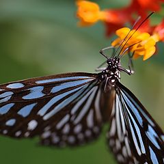 photo "Portrait of a butterfly."