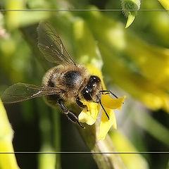 photo "Little Bee"