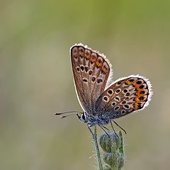 photo "макро,бабочка-голубянка"