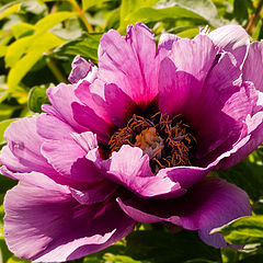 photo ""Surprise" or a peony tree ..."