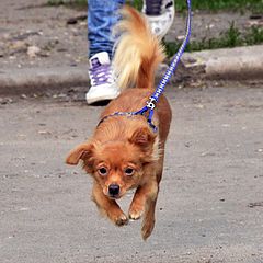 фото "Низко летит. К дождю..."