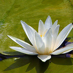 фото "White Lotus"
