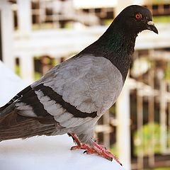 photo "Single pigeon."