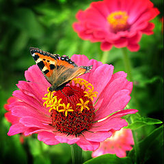 photo "butterfly"