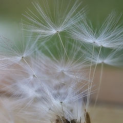 photo "Air Ballet"