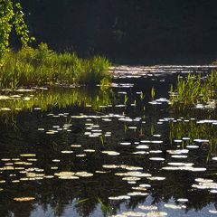 фото "Капли света"