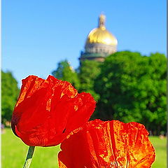 фото "Июньские маки."