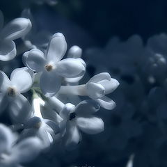 фото "Лунное сияние"