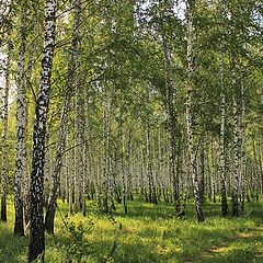 фото "Колея в лесу"