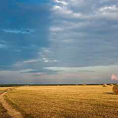 фото "В полях"