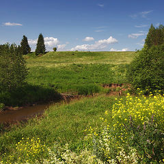 фото "Пейзаж с полевыми цветами"