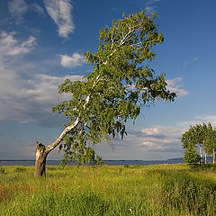 photo "To spite of destiny"