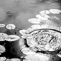 фото "circles on the water"