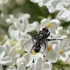 фото "Черная муха на белой сирени"