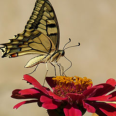 photo "Papilio machaon"