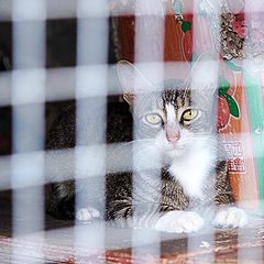 photo "cat in the case"