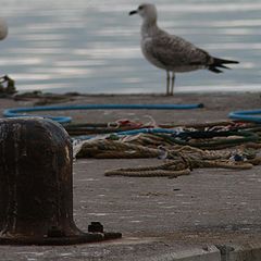 photo "alone in the port"