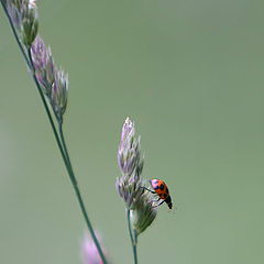 photo "And can fly away?"