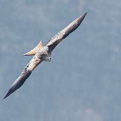 photo "Falcon"