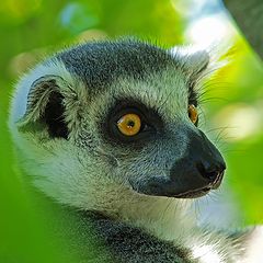 photo "Lemur in Knuthenborg"