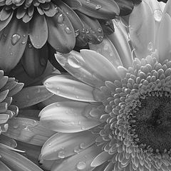 photo "Gerberas in black & white"