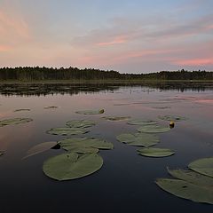 фото "летние ночи"