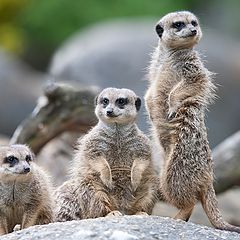 фото "Meerkats"