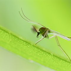 фото "Mosquito"