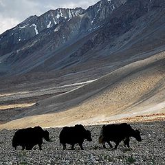 photo "in the far Himalayas ...."