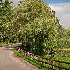 фото "Сountryroad"