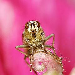 фото "муха на пестике"