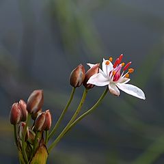 фото "Я водяной, я водяной..."