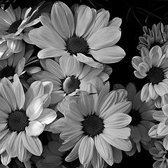 фото "small white flowers"